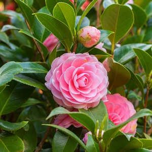 Shi Shi Camellia Sasangua